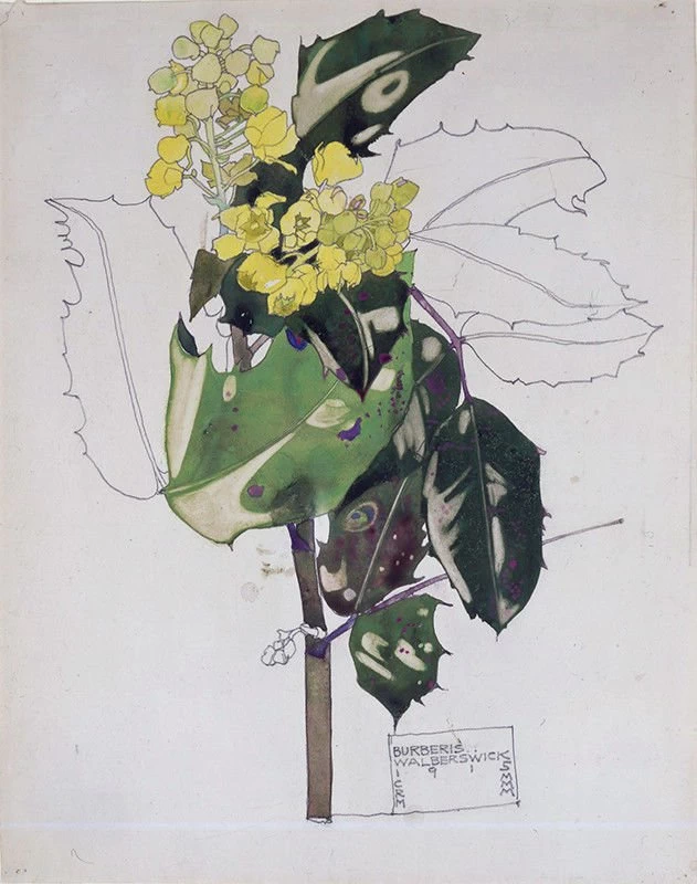 Burberis, Walberswick, 1915